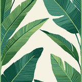 Youthful Tropical Vibe Harmony(Green)