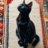 Ultra Soft Area Rug, Non Slip, Stain Resistant, Washable Area Rugs for Living Room, Bedroom, cute cat bathroom mat(Black)