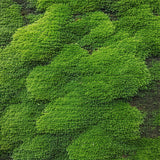 Ultra Soft Area Rug, Non Slip, Stain Resistant, Washable Area Rugs for Living Room, Bedroom, Boho Leaf Shaggy(Green)