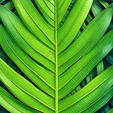 Ultra Soft Area Rug, Non Slip, Stain Resistant, Washable Area Rugs for Living Room, Bedroom, Tropical Leaf Velvet(Green)