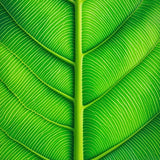 Ultra Soft Area Rug, Non Slip, Stain Resistant, Washable Area Rugs for Living Room, Bedroom, Botanical Low Pile Bathroom Mat Nature-Inspired Design(Green)