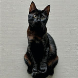 Ultra Soft Area Rug, Non Slip, Stain Resistant, Washable Area Rugs for Living Room, Bedroom, Cute Black Cat Bathroom Non-Slip Decorative Rug(Black)