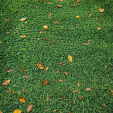 Lush Autumnal Natural Elements Theme(Green)