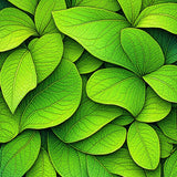 Botanical Green Monstera Leaf Bathroom Non Slip(Green)