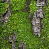 Amber Lewis Georgie(Green)