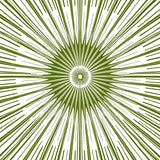 Starburst Radial Pile Floor with Sunburst Ray Formation (Green)