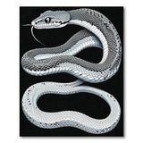 Black and White Coiled Serpent Black White Area Rug