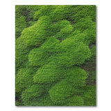 Lush Green Moss Wall Area Rug