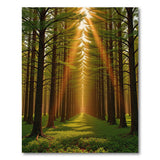 Sunlit Forest Pathway Area Rug