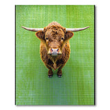 Shaggy Highland Cow on Green Rug